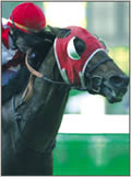 Course hippique